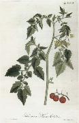 Alexander von Humboldt Lycopersicum esculentum painting